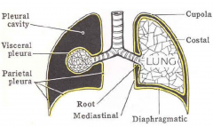 - The costal pleura

- The diaphragmatic pleura

- The mediastinal pleura:  middle area

- The cervical pleura: AKA
cupola.