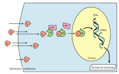 Esquema simplificado del transporte de esteroides hacia el interior del
núcleo. Las moléculas de esteroides (S) se difunden con facilidad a través de las membranas citoplásmicas. En el interior de la célula, los receptores (R) se inactivan al...