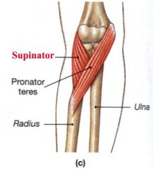 Nerve: Posterior interosseous
Roots: C6-C7
Trunk: Upper & Middle Trunk
Cord: Posterior Cord
Action: Forearm supination
Test: Have the patient supinate the forearm. The supinator muscle assists the biceps brachii in this action. 
image 46
