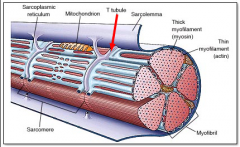Sheath that surrounds the muscle.
a.k.a. Plasma membrane of skeletal muscle cell