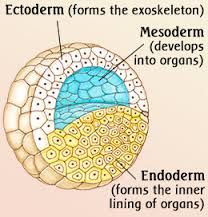 ectoderm - skin, nervous system, epithelial lining of mouth and rectum
endoderm - epithelial lining of digestive, respiratory and reproductive system
mesoderm - skeletal muscle, circulation and lymphatic sys.