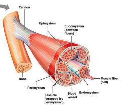 Connective tissue that surrounds the fascicle
