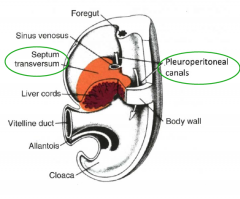 What seals the pleuroperitoneal canals in the 9th week of development?