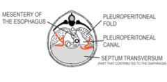 - cranial part of the septum transversum 
- dorsal mesentery of foregut (abdominal esophageal portion)
- pleuroperitoneal folds