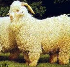 Goat raised for fiber. White with long droopy ears, and wooly tresses. Males have long open curled horns, females have short. From Turkey. Mohair production. 