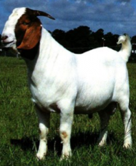 Most common goat meat breed in the US. White body, reddish brown head, droopy ears, straight nose. Large. From S. Africa. Easy breeder
