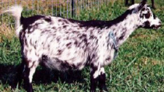 Variety of colors, males have beards. Upright or polled horns. From West Africa, excellent milk production and pleasant disposition.