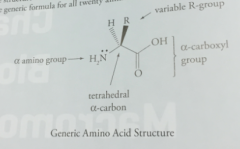 *Tetrahedral alpha-carbon connected to an amino group
*Carboxyl group
*Variable R group
