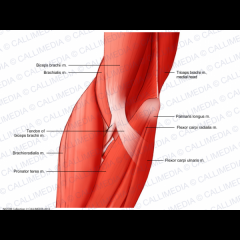 Biceps brachia (flexor and supinator) and brachialis (flexor of elbow) in the cubital region between brachioradialis laterally and pronator teres medially
*biceps brachii has a long distal tendon and is located superficially to the brachialis maki...