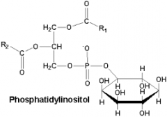 PI synthesis
 
CDP-DAG + Inositol -->
 
Phosphatidyl inositol + CMP