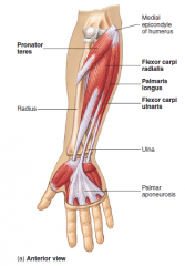 1) Pronator Teres 
2) Common Flexor Tendon (superficial flexor muscles of the wrist arise from the medial epicondyle as CFT)
