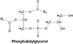 PG synthesis step 2
 
Phosphatidyl glycerol-3-P + H2O -->
 
Phosphatodyl glycerol + Pi