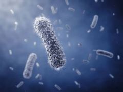 A type of pathogen made with cell walls that can either be beneficial to the body by fighting off harmful bacteria, or by being harmful bacteria that can generate non-infectious and infectious diseases. Eg. The bacteria was fighting off other harm...