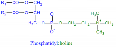 PC synthesis step 3
 
CDP-choline + DAG -->
 
Phosphatidylcholine + CMP