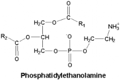 Methylation of PE to PC
 
PE + 3 S-adenosyl methionine -->
 
PC + 3 S-adenosyl homocysteine