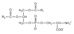 PS synthesis
 
PC/PE + serine -->
 
Phospatidylserine + Choline/ethanolamine