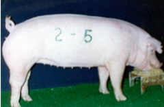 Modern meat pig. White, medium floppy ears, rounded back . US origin. Good meat quality and production under conditions.