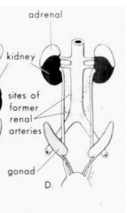 The renal arteries also ascend up the aorta. 