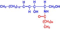 -Amphipathic membrane lipids
-Sphingosine backbone from palmitate and serine derivatives containing a trans bond and a hydroxyl group on C3
-Different head groups with different charges, polarity, etc.