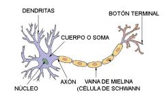 Núcleo.
Cuerpo celular o soma. 
Dendritas.
Vaina de Mielina.
Axón.