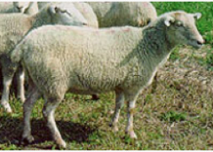 Louisiana native breed used for meat and fiber. lean frame, wool free face, belly and legs. usually white. Horned or polled. high parasite resistance, disease tolerant, high humidity and heat tolerant. Small.