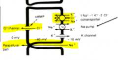 a Na/2Cl/K transporter on the basolateral side
a CFTR on the luminal side