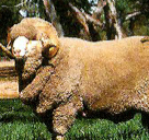Wool sheep who are white and ears grow down and forward. Wool free face with topknot. Ewes are polled, rams with impressive curling horns. US/Australia. Excellent wool quality and production on range.