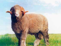 Wool sheep, most popular in the US.  French Merino. Ears grow down and forward, wool free face with topknot. Large. rams have curling horns. Excellent wool quality, and good production on range.