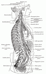 segmentul intrapericardic arc aorta, plexul cardiac(recurent laringean,vag,ganglioni cervicali)