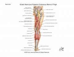 pertaining to the posterior surface of the leg