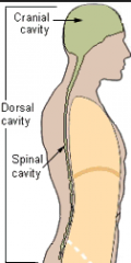 Posterior Region

The cranial cavity and spinal cavity.