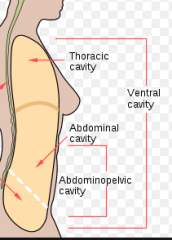 Anterior Region

The Thoracic Chest cavity, The Abdominopelvic Cavity.