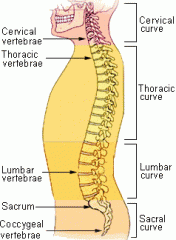 pertaining to the spinal column