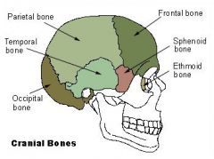 pertaining to the cranium 