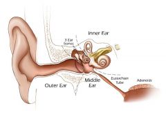 pertaining to the ear