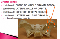 - floor of middle cranial fossa
-lateral walls of orbits
-suprerior orbital fissure
-lateral walls of cranium