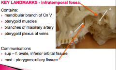 - mandibular branch of Cn V
-pterygoid muscles
-branches of maxillary artery
-pterygoid plexus of veins