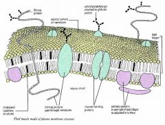 A bilayer of phospholipid molecules forming the basic structurevarious protein molecules forming the basic structure, some completely freely some bound to other components of structures within the cell
some proteins partially embedded in the bilay...