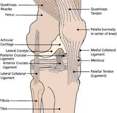 pertaining to the anterior surface of the knee