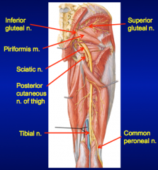 Posterior compartment of the thigh
Leg
Foot