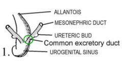 The segment of the
mesonephric duct that lies between the urogenital sinus and the point at which the ureteric bud
opens into the duct.