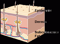 Epidermis, dermis, subcutaneous tissue