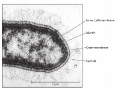 -the capsule is the fuzzy material surrounding the cell envelopes in this electron micrograph thin section
-its thickness is about 1/4 of the cell's diameter
-Some bacteria have considerably thicker capsules
