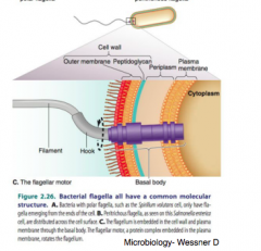 c. the flagellum is embedded in the cell wall and plasma membrane through the basal body. 
-the flagellar motor, a protein complex embedded in the plasma membrane, rotates the flagellum