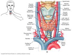 The superior thyroid arteries from the external carotids. Inferior thyroid arteries from subclavian arteries.
Superior and middle thyroid veins drain to internal jugular. Inferior thyroid vein drains to LBCephalic vein

** Some people have a Th...