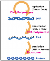 -the process by which a gene product is made. ----For genes that encode proteins, the gene must be transcribed intomRNA and then translated into protein.
-- For genes that encode rRNAor tRNA, the gene must be transcribed into RNA.
