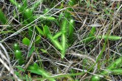 Awl-like leaves, looks like a caterpillar or fuzzy fingers...or a pipe cleaner, wet site, indicator, fuzzy in texture