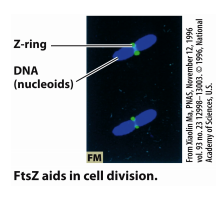-derived from FtsZ protein cell division and causes the cell membrane to constrict.
-aids in cell division