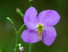 Found in wet areas, 4 part flowers, caducous, large pink flowers, urn shaped hypanthium