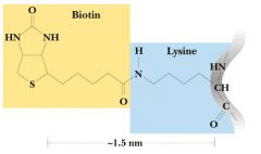 a micronutrient. functions as a mobile carboxyl group (-COOH) carrier. Binds to lysine - when this occurs its called biocytin. The "tether" allows biotin to acquire a carboxyl group at one subsite of enzyme then de